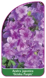 etykieta-szkolkarska-azalea-japonica-geisha-purple-mini