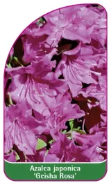 etykieta-szkolkarska-azalea-japonica-geisha-rosa