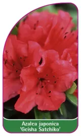 etykieta-szkolkarska-azalea-japonica-geisha-satchiko-mini-a