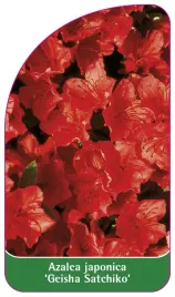 etykieta-szkolkarska-azalea-japonica-geisha-satchiko-standard-a