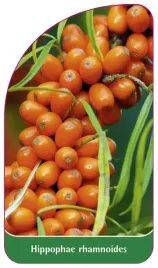 etykieta-szkolkarska-hippophae-rhamnoides-b