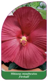 etykieta-szkolkarska-hibiscus-moscheutos-fireball