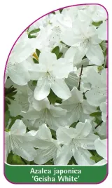 etykieta-szkolkarska-azalea-japonica-geisha-white