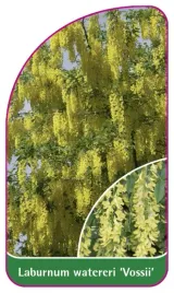 etykieta-szkolkarska-laburnum-watereri-vossii-mini