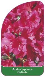 etykieta-szkolkarska-azalea-japonica-gislinde-standard