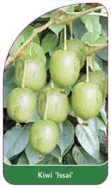 etykieta-szkolkarska-kiwi-issai-b