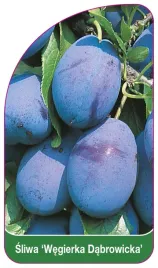 etykieta-szkolkarska-sliwa-wegierka-dabrowicka-b