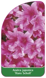etykieta-szkolkarska-azalea-japonica-hans-scholl