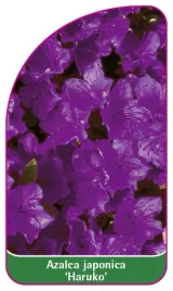 etykieta-szkolkarska-azalea-japonica-haruko