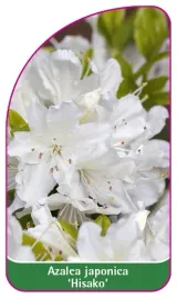 etykieta-szkolkarska-azalea-japonica-hisako