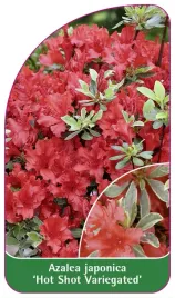 etykieta-szkolkarska-azalea-japonica-hot-shot-variegated-standard