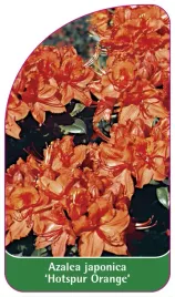 etykieta-szkolkarska-azalea-japonica-hotspur-orange