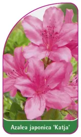 etykieta-szkolkarska-azalea-japonica-katja-mini