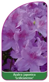 etykieta-szkolkarska-azalea-japonica-ledicanense-mini