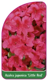etykieta-szkolkarska-azalea-japonica-little-red