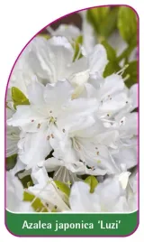 etykieta-szkolkarska-azalea-japonica-luzi-mini-a