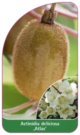 etykieta-szkolkarska-actinidia-deliciosa-atlas-c