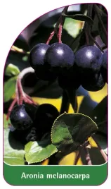 etykieta-szkolkarska-aronia-melanocarpa-b