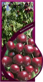 etykieta-szkolkarska-wisnia-kolumnowa