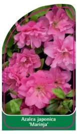 etykieta-szkolkarska-azalea-japonica-marinja-mini