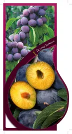 etykieta-szkolkarska-sliwa-karlowa-amers-jumbo