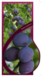 etykieta-szkolkarska-sliwa-karlowa-wegierka-dabrowicka-jumbo