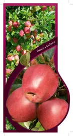 etykieta-szkolkarska-jablon-karlowa-gloster-jumbo