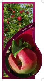 etykieta-szkolkarska-jablon-karlowa-idared-jumbo