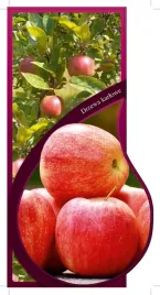 etykieta-szkolkarska-jablon-karlowa-rubinola-jumbo