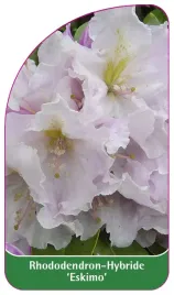etykieta-szkolkarska-rhododendron-eskimo