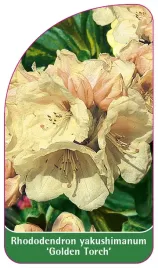 etykieta-szkolkarska-rhododendron-yakushimanum-golden-torch-b