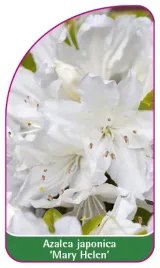 etykieta-szkolkarska-azalea-japonica-mary-helen-mini