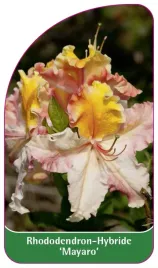 etykieta-szkolkarska-rhododendron-hybride-mayaro