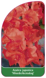 etykieta-szkolkarska-azalea-japonica-moederkensdag