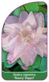 etykieta-szkolkarska-azalea-japonica-nancy-dippel-mini
