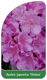 etykieta-szkolkarska-azalea-japonica-oslava-standard
