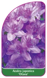 etykieta-szkolkarska-azalea-japonica-otava-mini