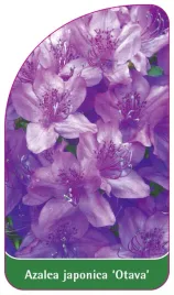 etykieta-szkolkarska-azalea-japonica-otava-standard