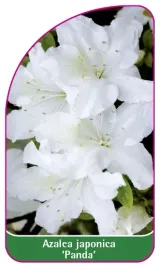 etykieta-szkolkarska-azalea-japonica-panda