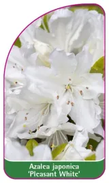 etykieta-szkolkarska-azalea-japonica-pleasant-white