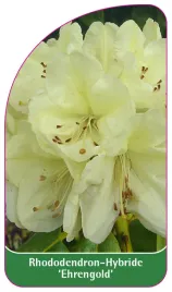 etykieta-szkolkarska-rhododendron-ehrengold-b