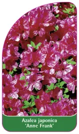 etykieta-szkolkarska-azalea-japonica-anne-frank-standard