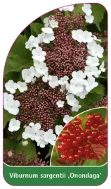 etykieta-szkolkarska-viburnum-sargentii-onondaga-b