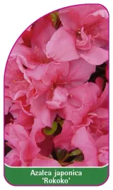 etykieta-szkolkarska-azalea-japonica-rokoko-a