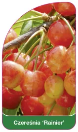 etykieta-szkolkarska-czeresnia-rainier-b