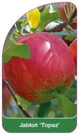 etykieta-szkolkarska-jablon-topaz