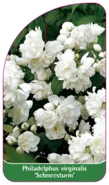 etykieta-szkolkarska-philadelphus-virginalis-schneesturm-b