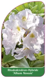etykieta-szkolkarska-rhododendron-album-novum-b