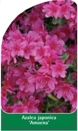 etykieta-szkolkarska-azalea-japonica-amoena-standard