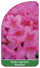 etykieta-szkolkarska-azalea-japonica-rosalind